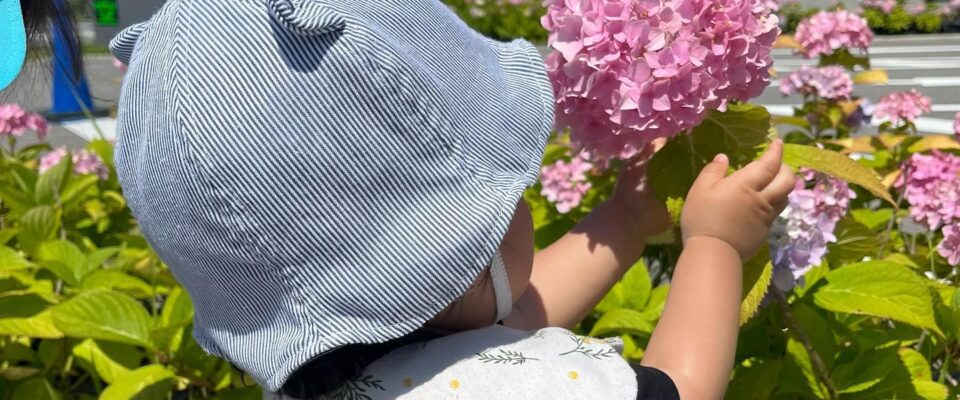 .今年もみんなで紫陽花を見てきました🩵#神戸市#垂水区#小規模保育園#保育園#子育て#紫陽花#散歩#異年齢保育